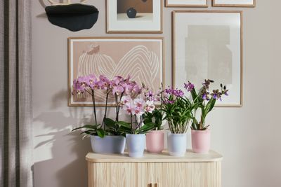 vibes fold orchid high pot