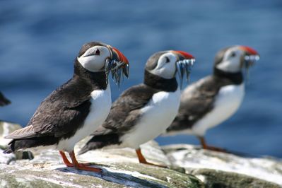 Puffins (1).jpg