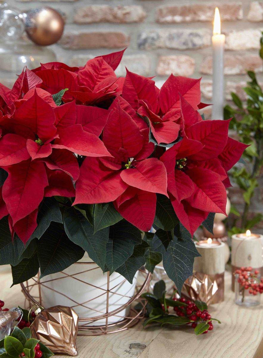 Poinsettia Blissful Red.jpg