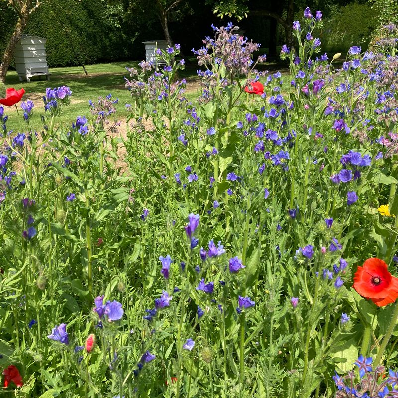 The Bee Borders at Levens Hall and Garden, Cumbria - a 5-Star hotel for pollinators.