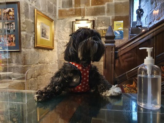 Doggy guest 'George' checks into Langley Castle Hotel, Northumberland