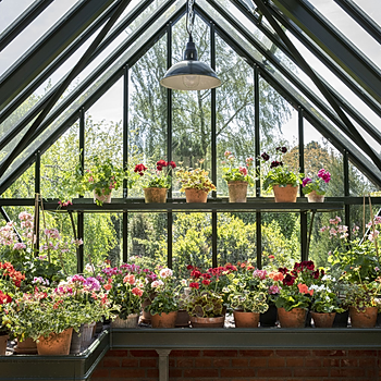 2023_Geraniums_4000_Warm_Country_Chic_43.jpg