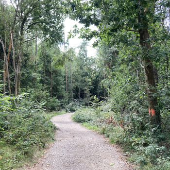 Wonder Wood Two.jpg