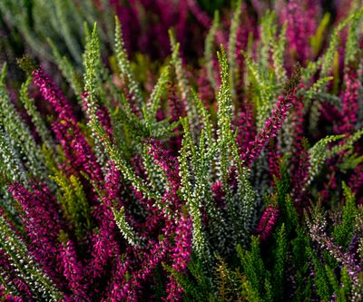 Winter Heath_2.jpg