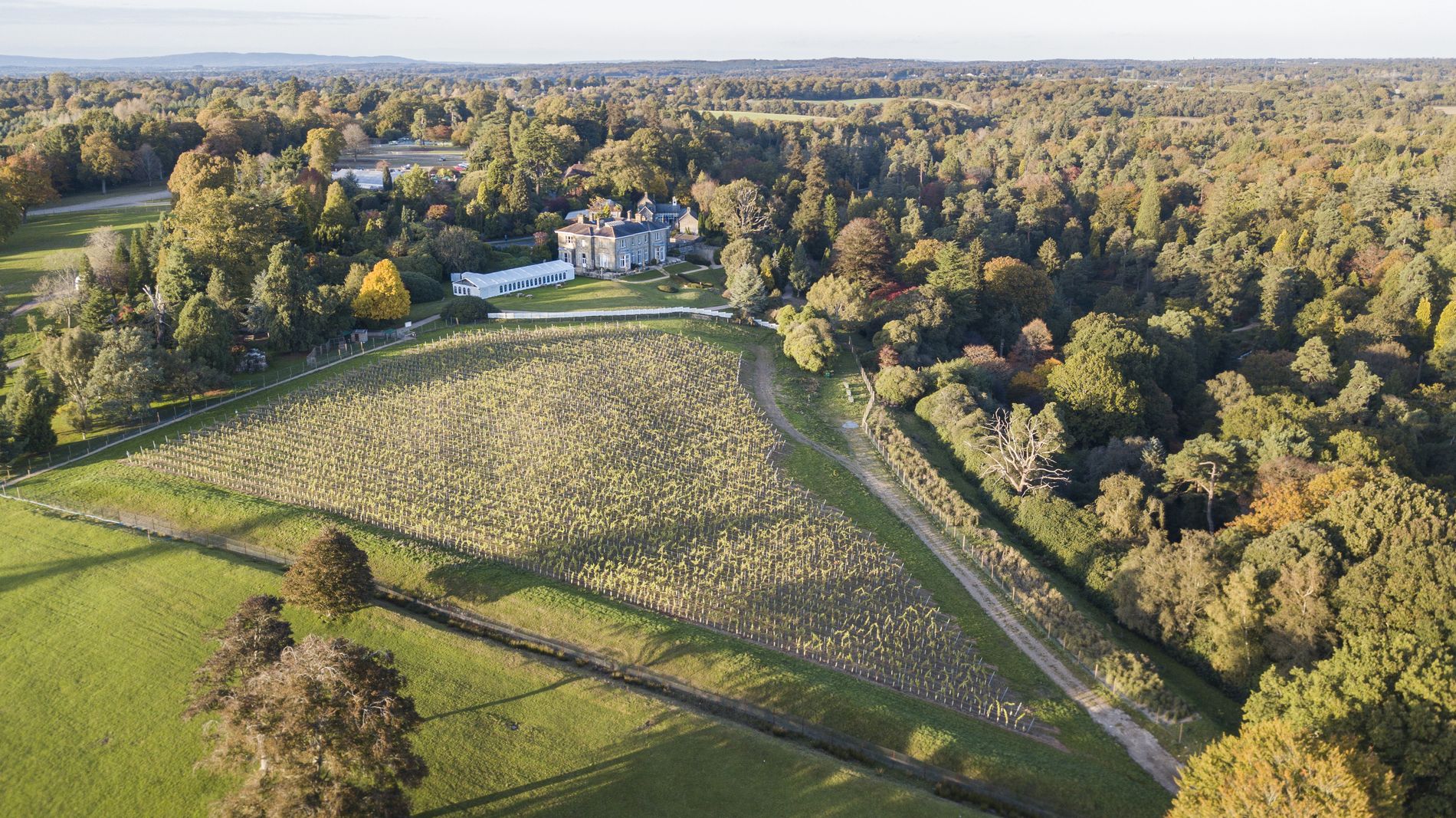 Drone vineyards (1).jpg