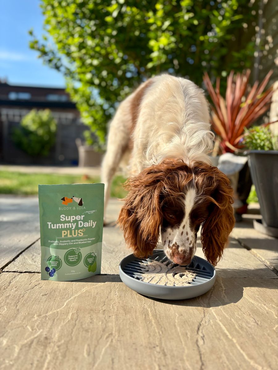 Buddy & Lola, Super Tummy Daily Plus, Pre, Pro & Postbiotics for dogs