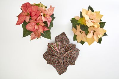 2022_poinsettia_05130_DIY_Reusable_Japanese_Gift_Wrap_05.jpg