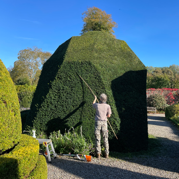 Head gardener, Chris Crowder, clips the topiary in the world's oldest topiary garden