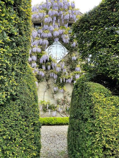 Wall of  Beaumont's Cottage - the home of head gardeners at Levens Hall, since the days of the very first, Monsieur Guillaume Beaumont
