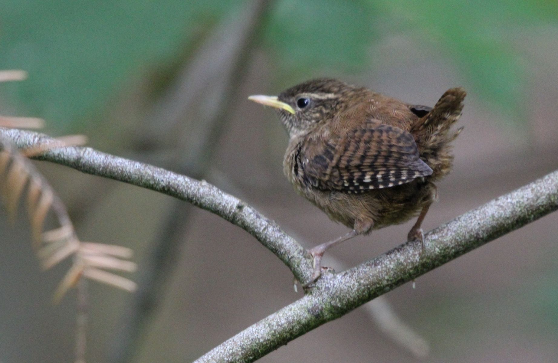 Wren on a branch.jpg