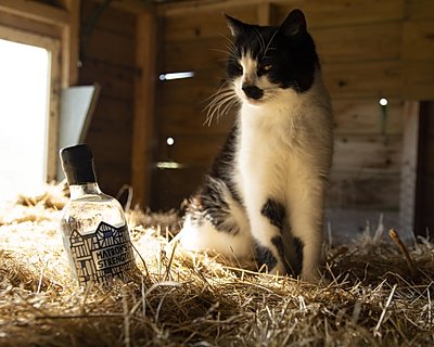 Matron's Strength gin + Louis the cat