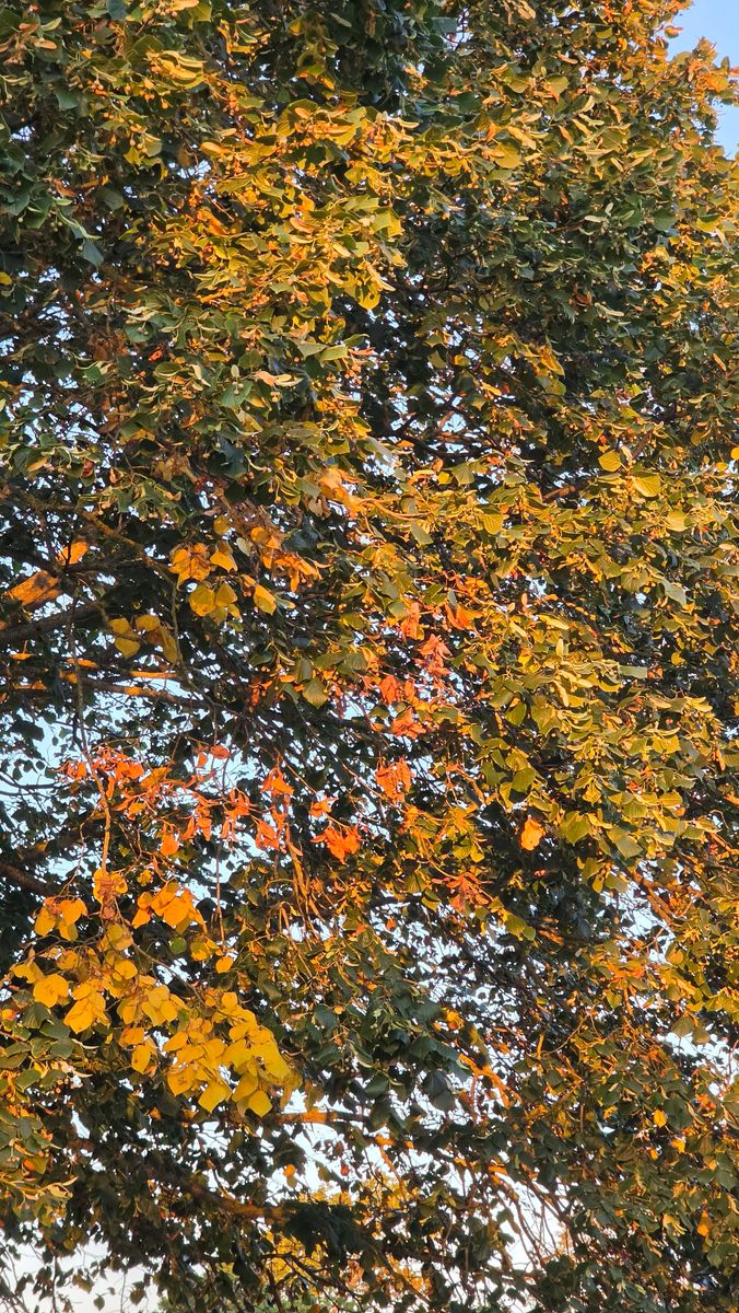False Autumn 5.jpg