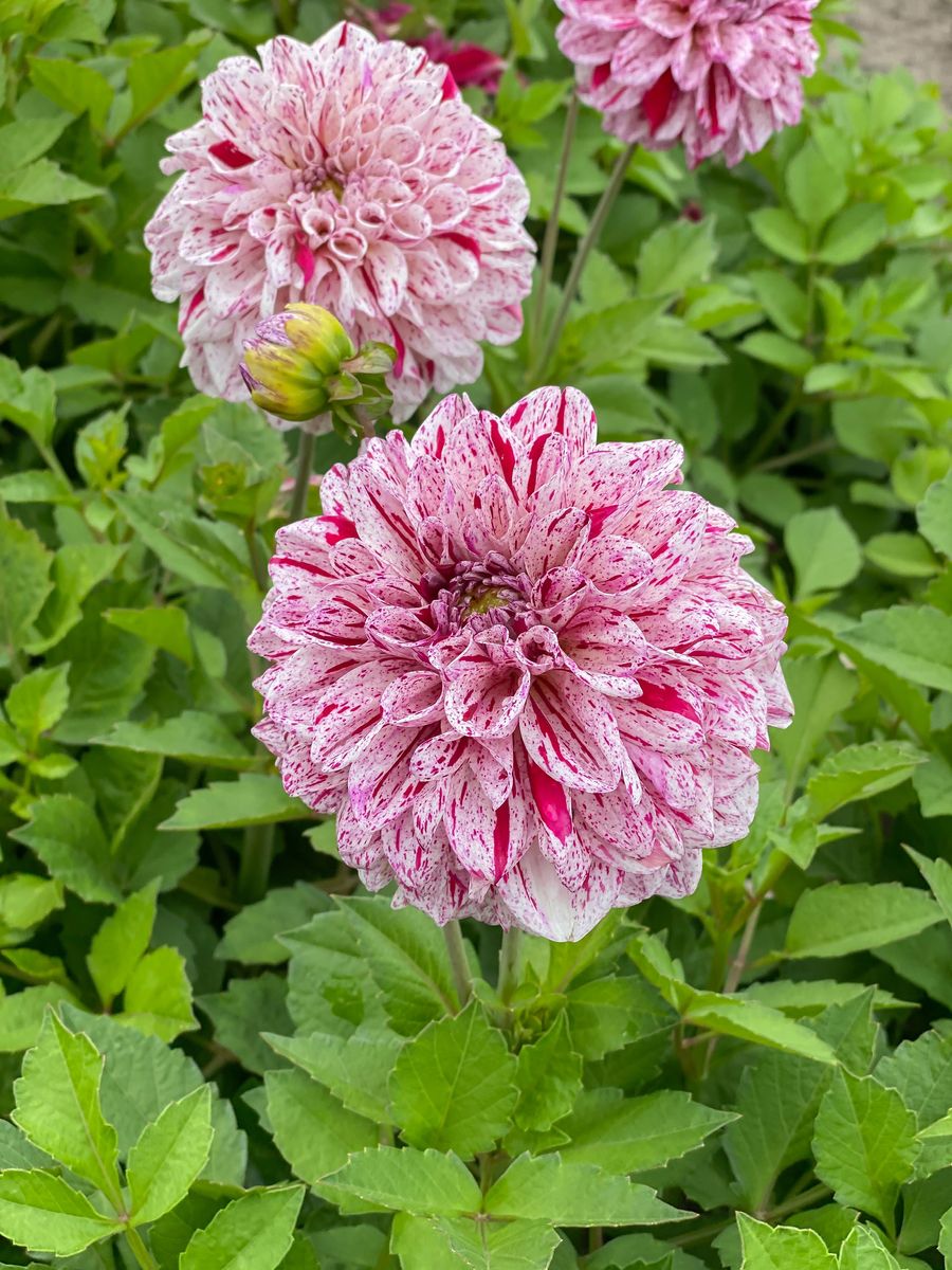 Dahlia Go Go Speckled