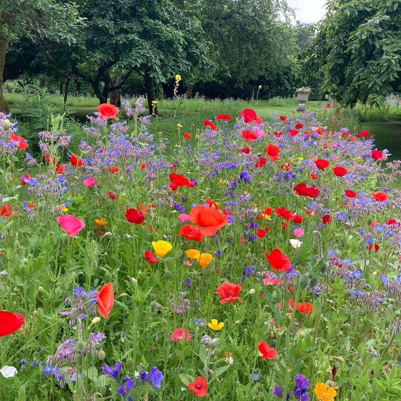 The Bee Borders at Levens Hall and Garden, Cumbria - a 5-Star hotel for pollinators.