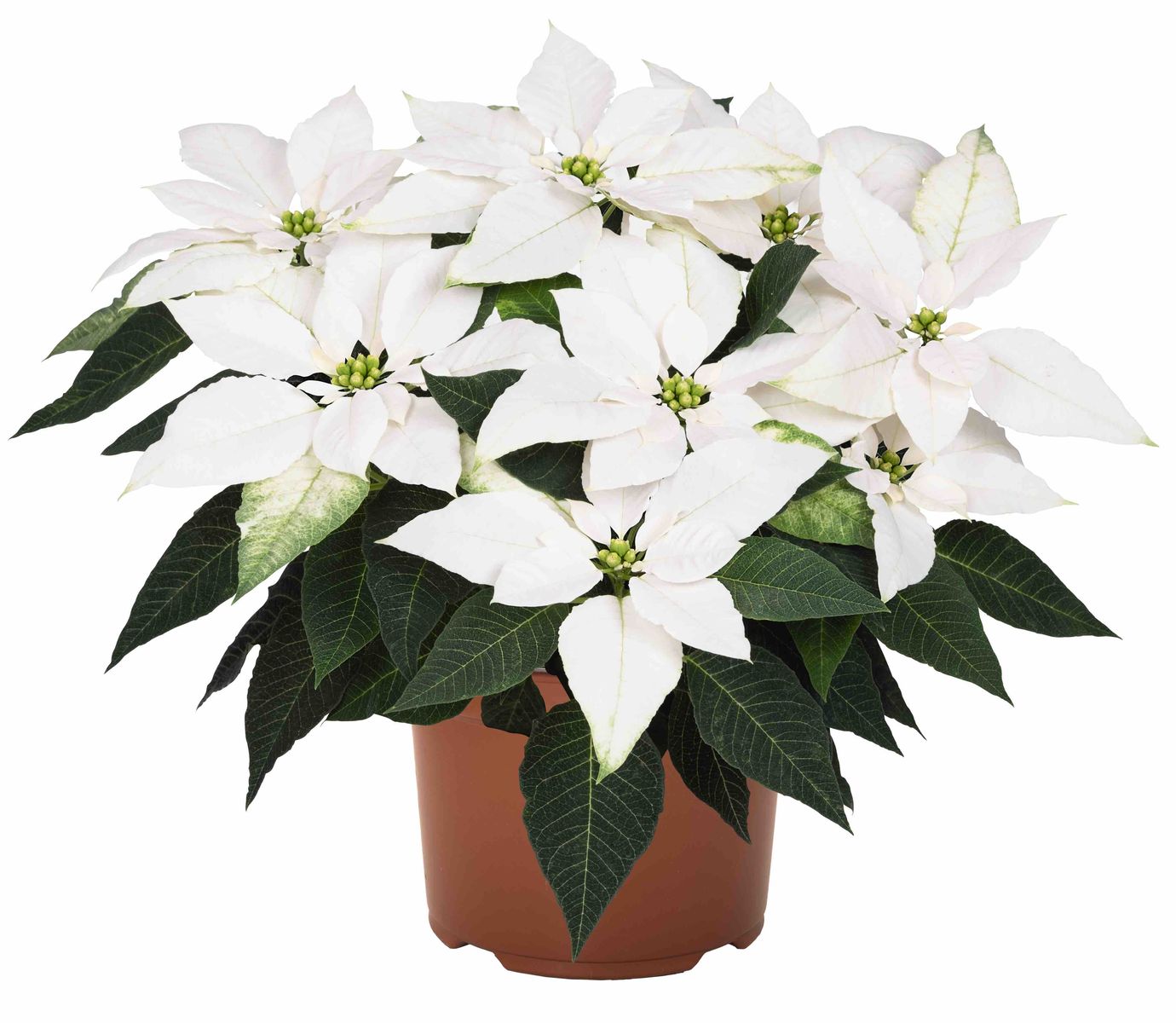 Poinsettia Jadore White.jpg