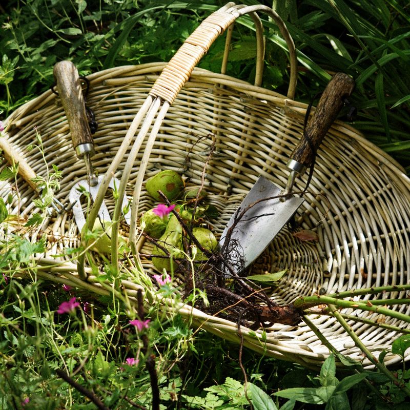 David Austin Roses champions slow living with the bare root rose revival  