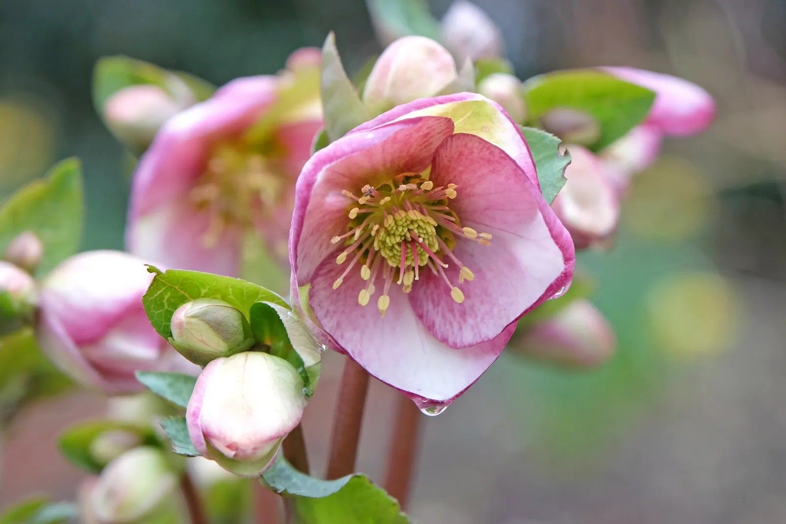 Hellebores.jpg