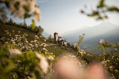 Spring (1).jpg