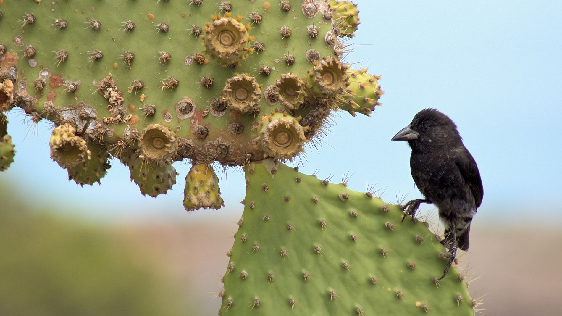 Black Darwin Finch, Galapagos Islands