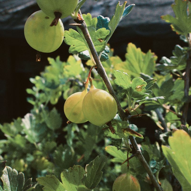 Gooseberries