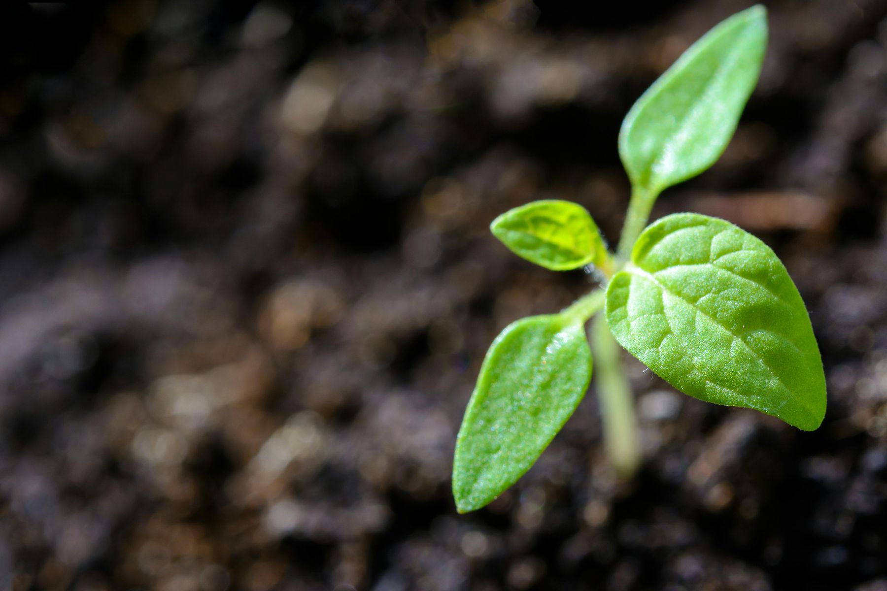 Peat-free