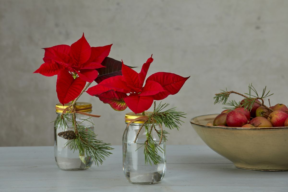 2022_poinsettia_02000_Urban_Loft_Christmas_27.jpg