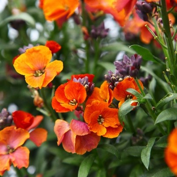 Erysimum 'Colour Vibe'