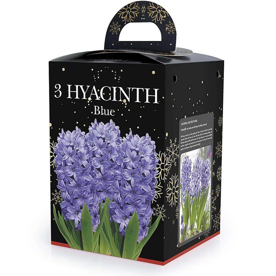 Hyacinth Blue Bulb Gift Set