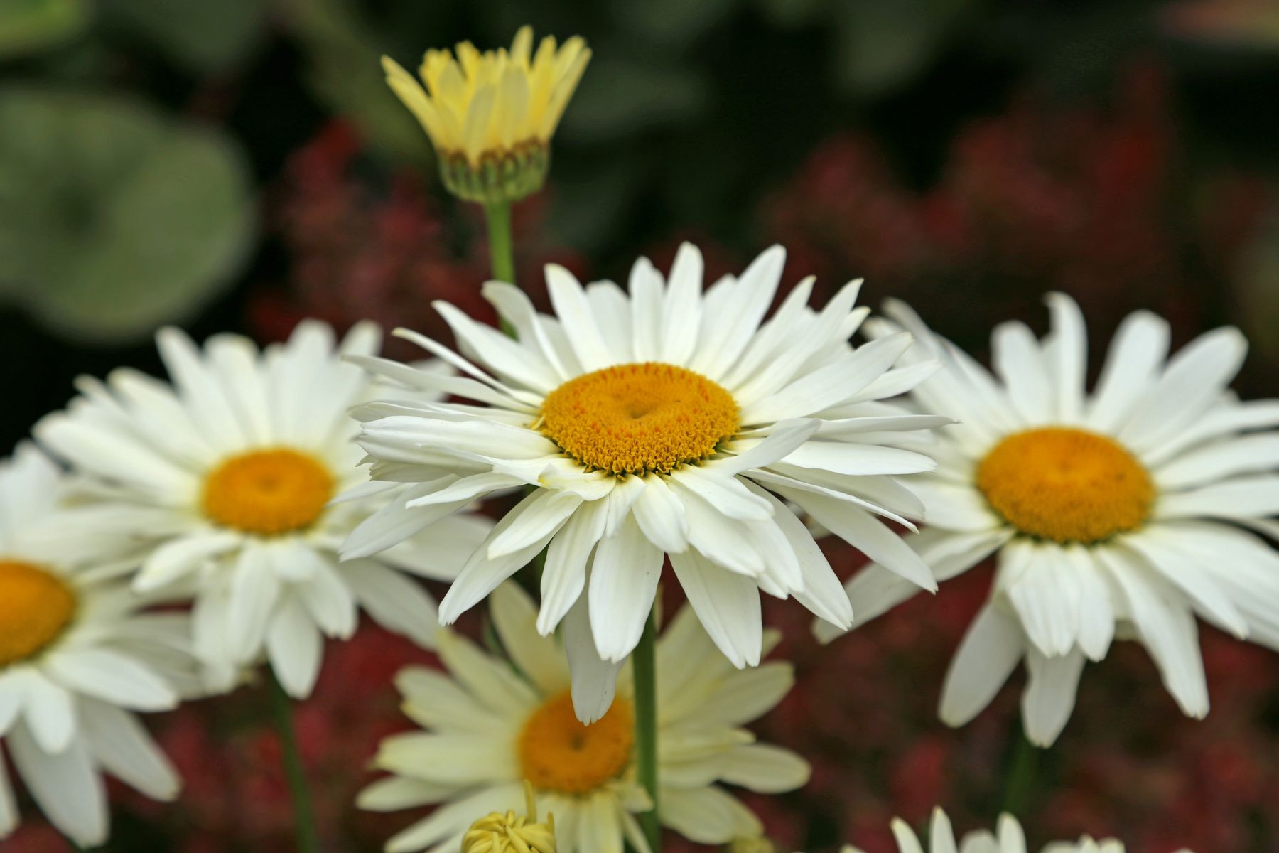 Leucanthemum 