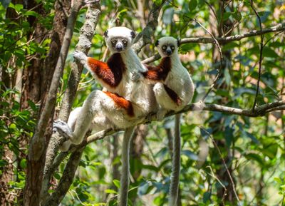 Reclaim Yourself Retreats in Madagascar jungle friends.jpg