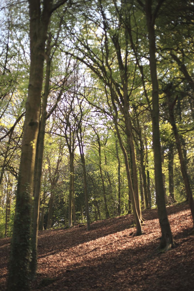 Woodlands.co.uk                                                                                                      