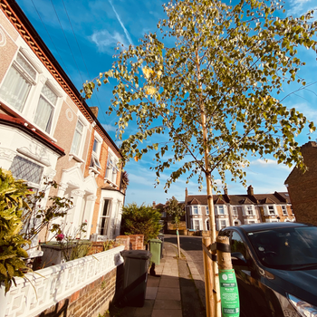 Betula Pendula