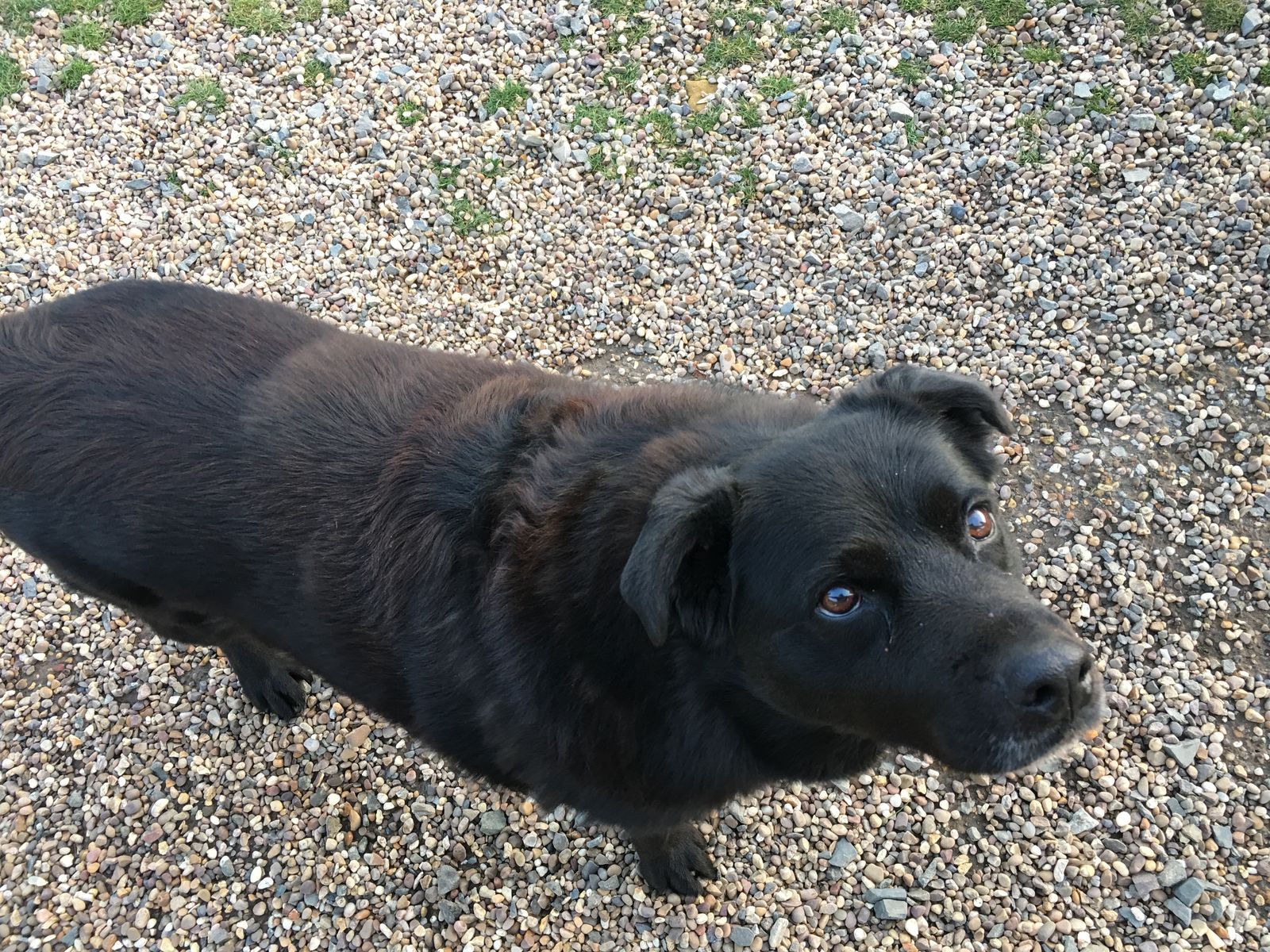 Jessie - Mark's Collie dog.JPG