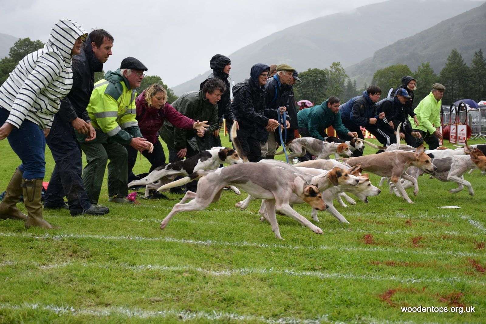 Start of a hound trail race at Grasmere Sports and Lakeland Show