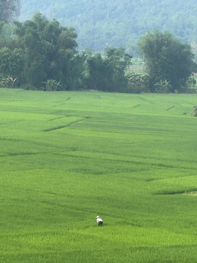 Mai Chau farmer in fields.jpeg