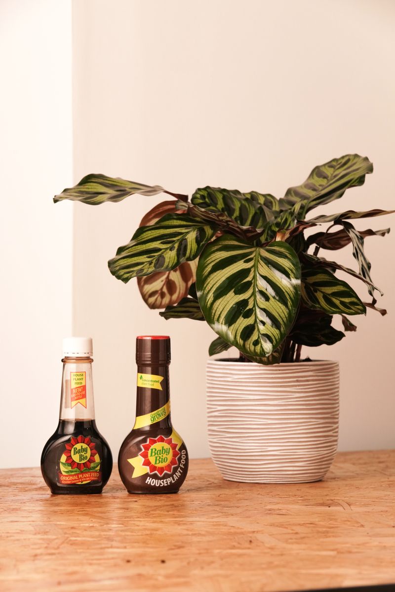 Baby Bio Houseplant Food