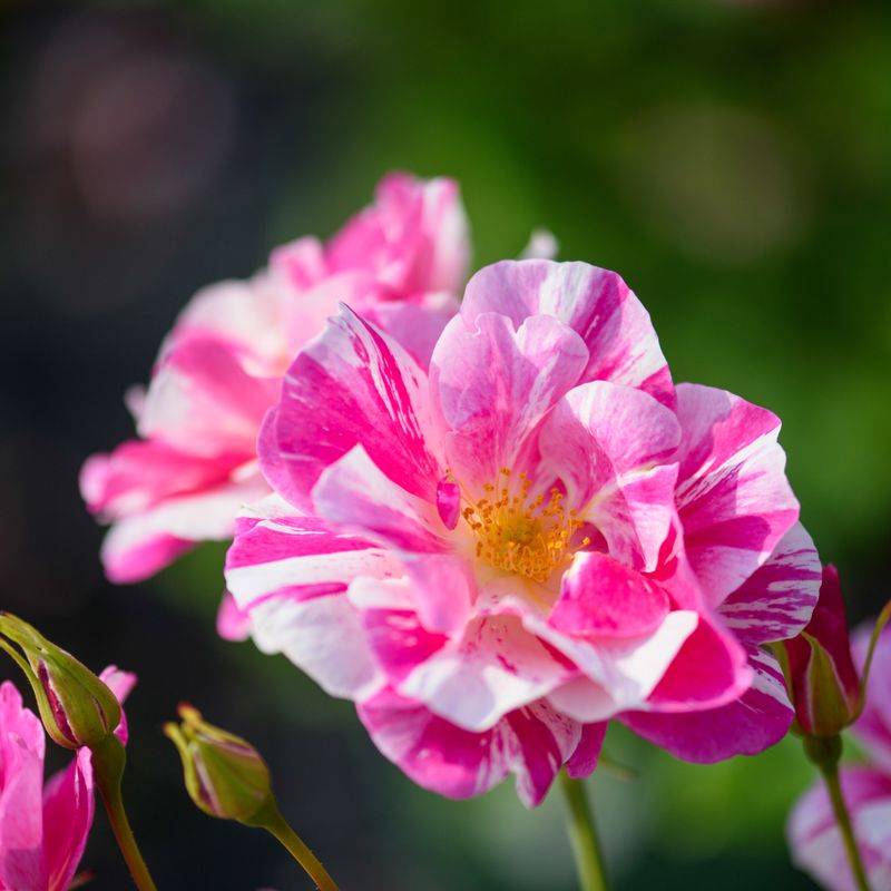 The King's Rose