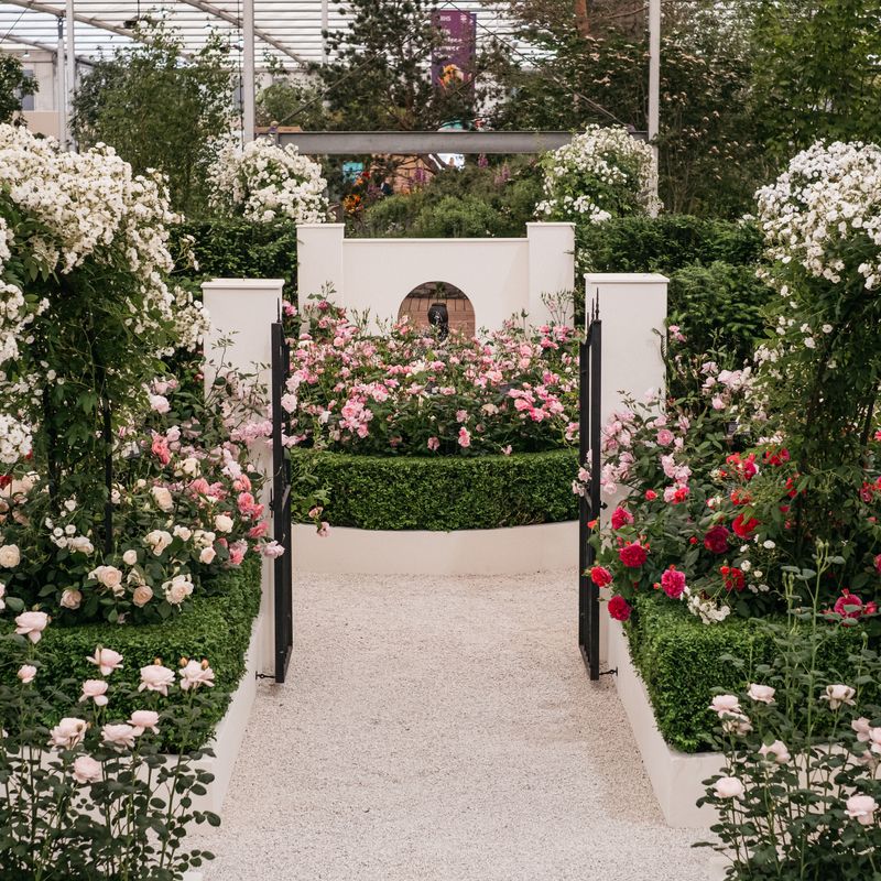 David Austin Roses receive 29th Gold for ‘The King’s Rose’ Showcase at RHS Chelsea Flower Show 2025