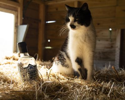 Matron's Strength gin + Louis the cat