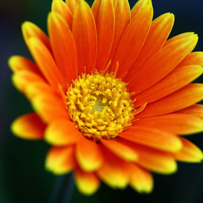 Gerbera garvinea Orangina