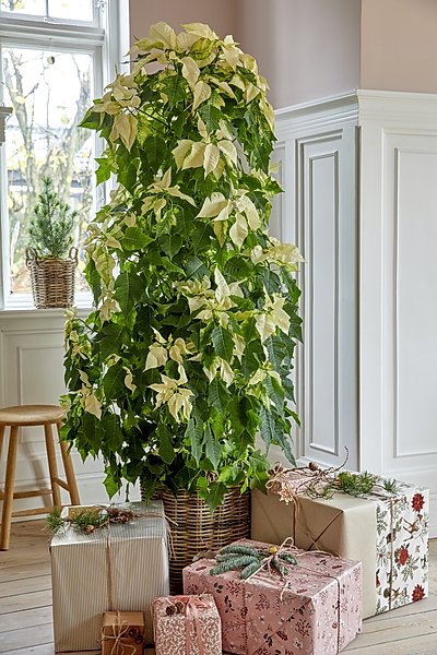2022_poinsettia_04000_Christmas_Fairy_Tale_19.jpg