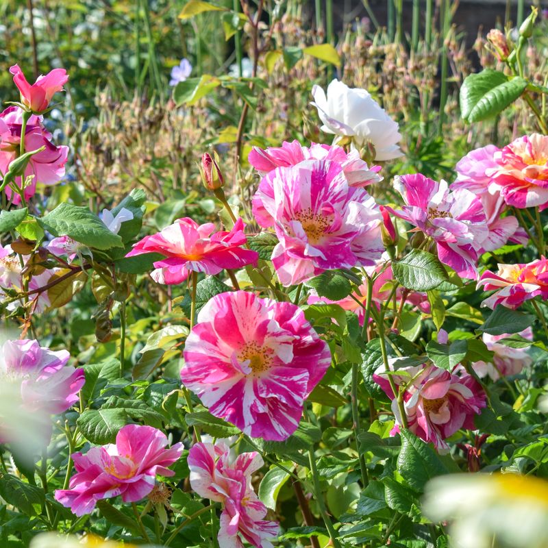 The King's Rose