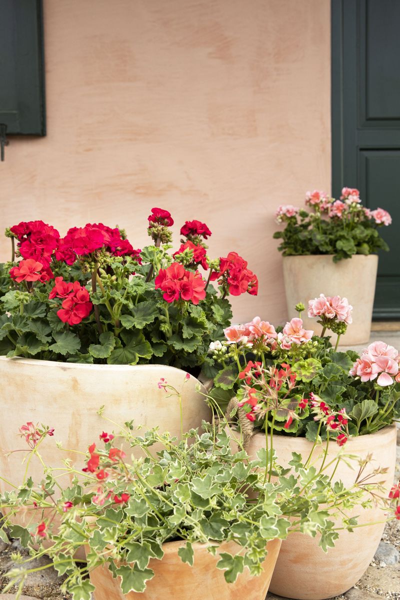 2023_Geraniums_4000_Warm_Country_Chic_22.jpg