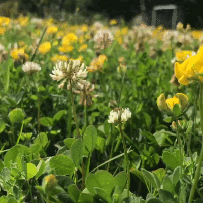 Lawn Flowers
