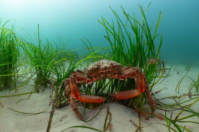 Spider crab & seagrass, Falmouth 8 FJ (PN marinephoto for OCT).jpg