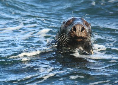 Snorkelling with Seals (1).JPG