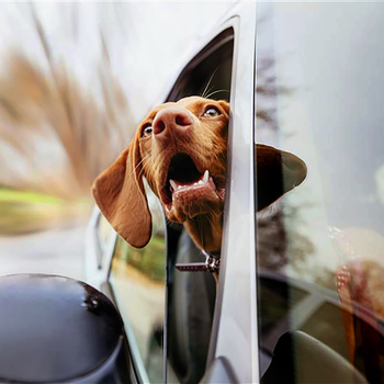 Safer Inside : Campaign Image - TAVO Pets - Illistrating Dog with head out of car window 