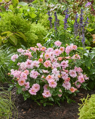 Rosa persica ‘Amirose’ (Korhulth 005)