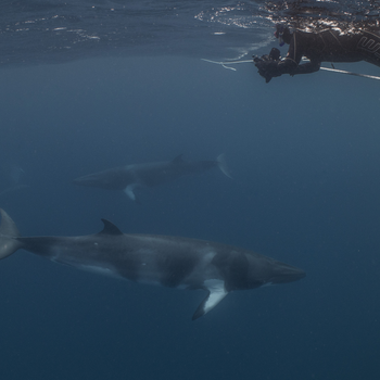 dwarf minke whales 1 credit_ Tourism and Events Queensland.jpg