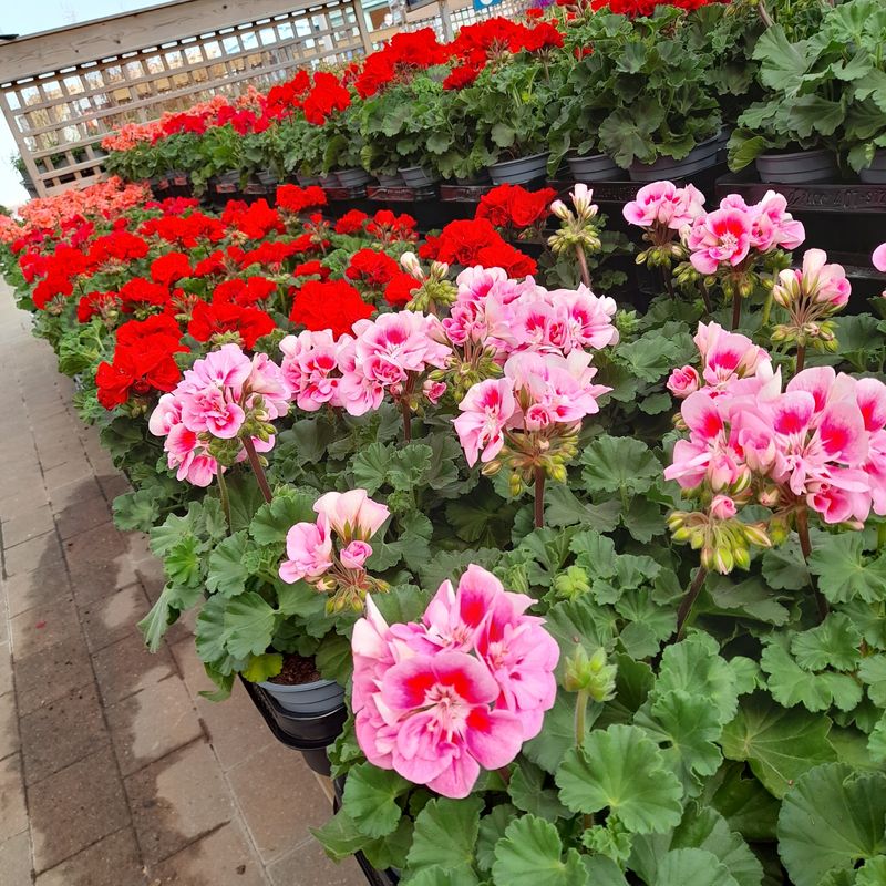 Geraniums